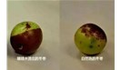 你吃的冬枣用糖精浸泡过吗?