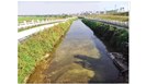 从又黑又臭到V类水，东莞20条黑臭水体已基本消除黑臭