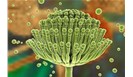 黄曲霉菌的特性
